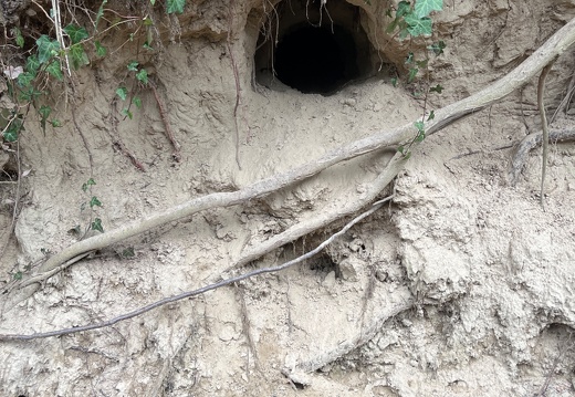 Bruseler Runde - Hohlwege